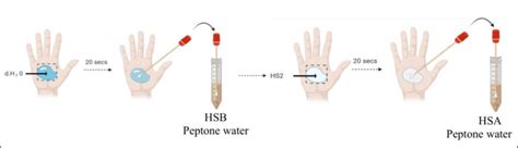 hand swab microbiological limits|Hand Hygiene Practices and Microbial Investigation of Hand .